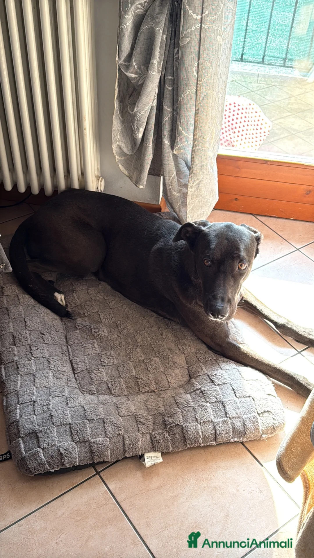 Meticcio cani in regalo: Billa - Annuncio 13