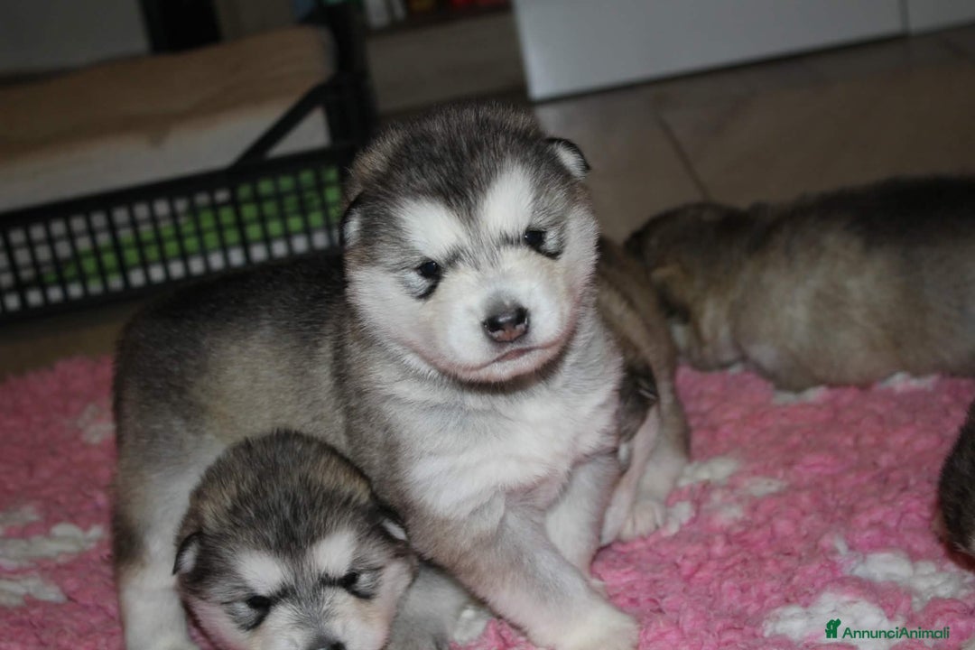 Alaskan Malamute cani in vendita: Alaskan Malamute – Cuccioli con Pedigree ENCI/FCI  - Annuncio 5