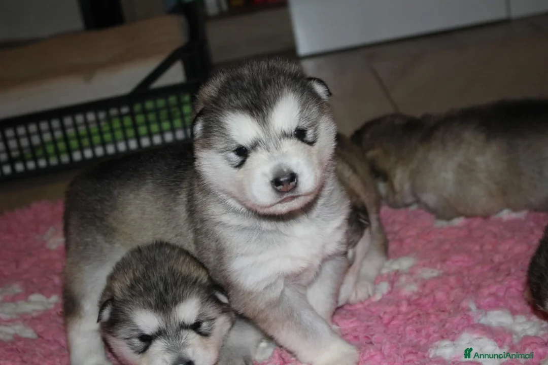 Alaskan Malamute cani in vendita: Alaskan Malamute – Cuccioli con Pedigree ENCI/FCI  - Annuncio 5