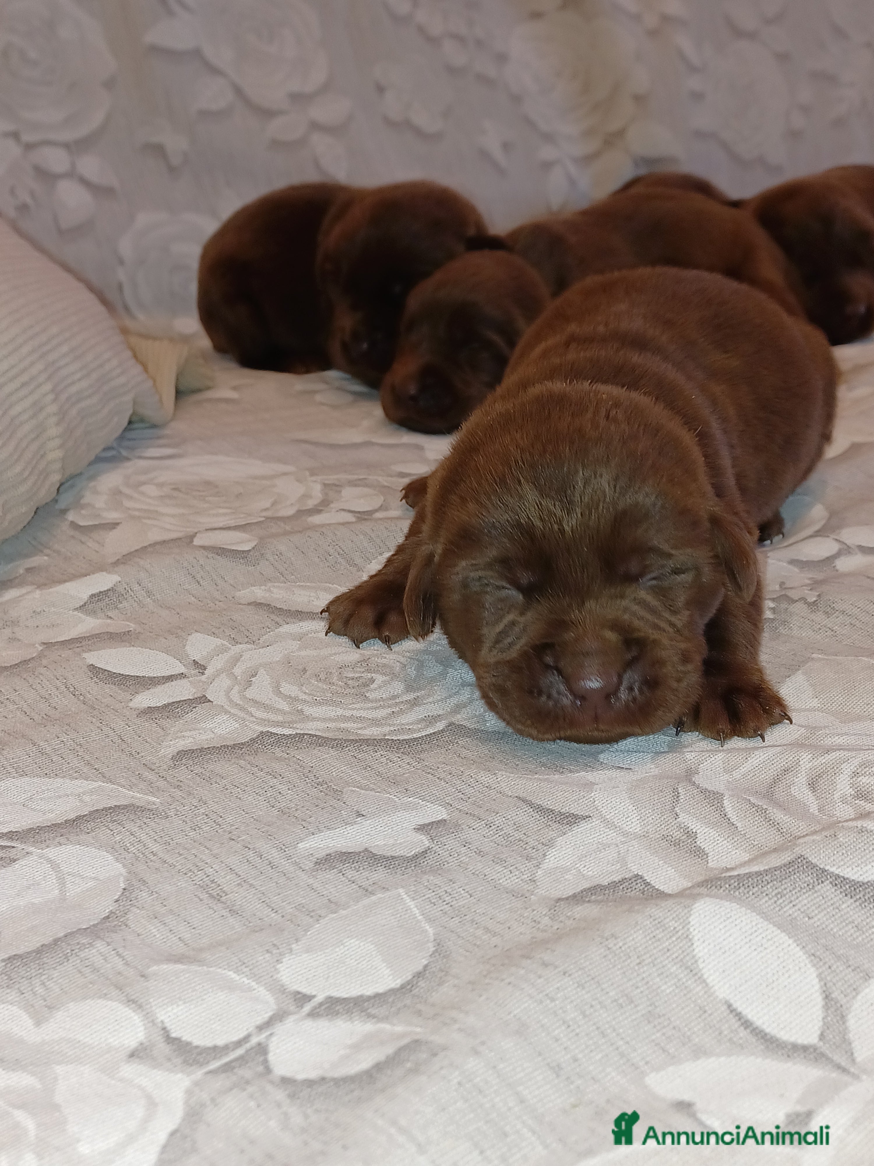 Labrador cani Labrador cioccolato con pedigree  - Annuncio 3