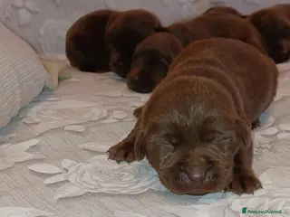 Labrador cani Labrador cioccolato con pedigree - Annuncio 3
