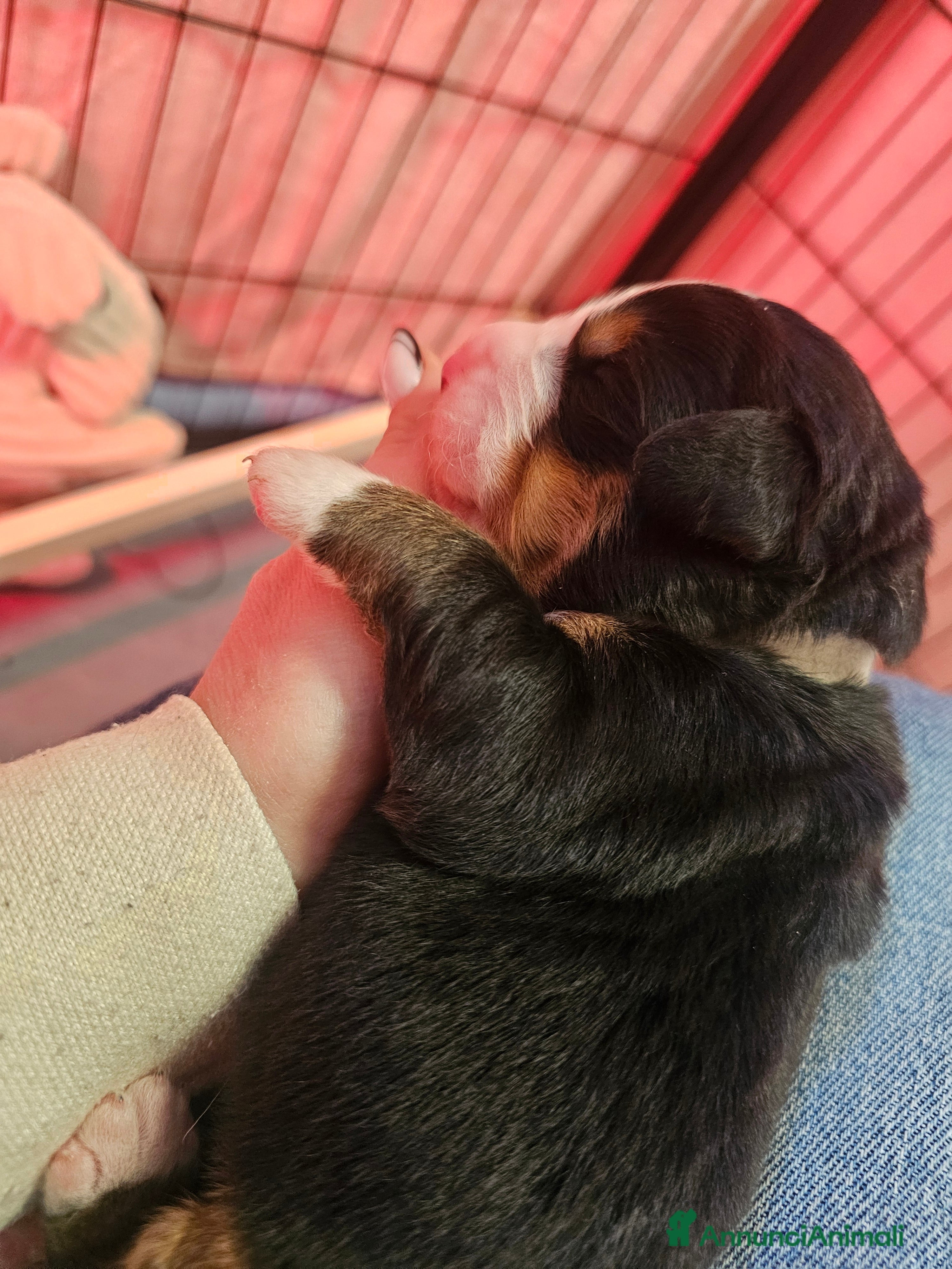 Bovaro del Bernese cani Bovaro del bernese cuccioli pedigree Enci - Annuncio 2