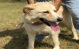 Meticcio cani in regalo: Connie, derivata golden - in adozione a Provincia di Latina - Immagine 1