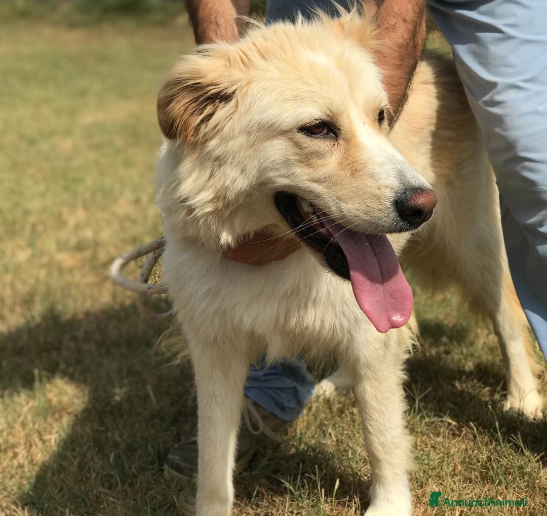 Meticcio cani in regalo: Connie, derivata golden - in adozione a Provincia di Latina - Immagine 1