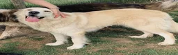 Meticcio cani in regalo: Astra, derivata Golden retriever in adozione  - Annuncio 4