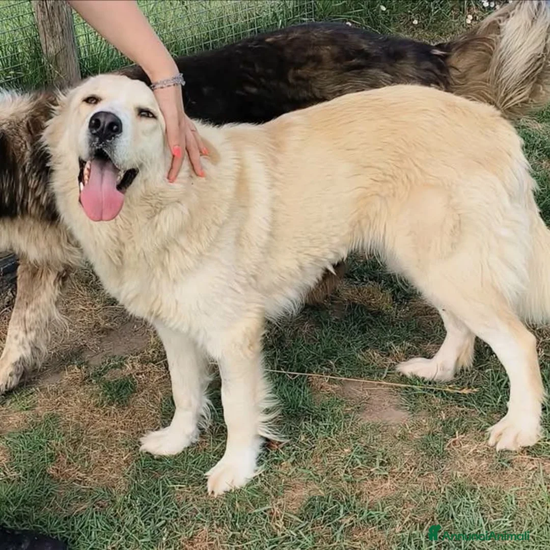 Meticcio cani in regalo: Astra, derivata Golden retriever in adozione  - Annuncio 4