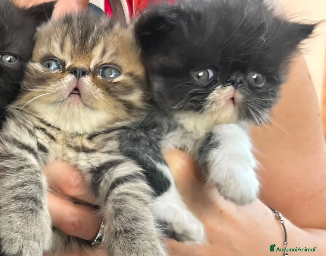 Exotic Shorthair gatti in vendita: Cuccioli esotici molto belli  - Annuncio 2