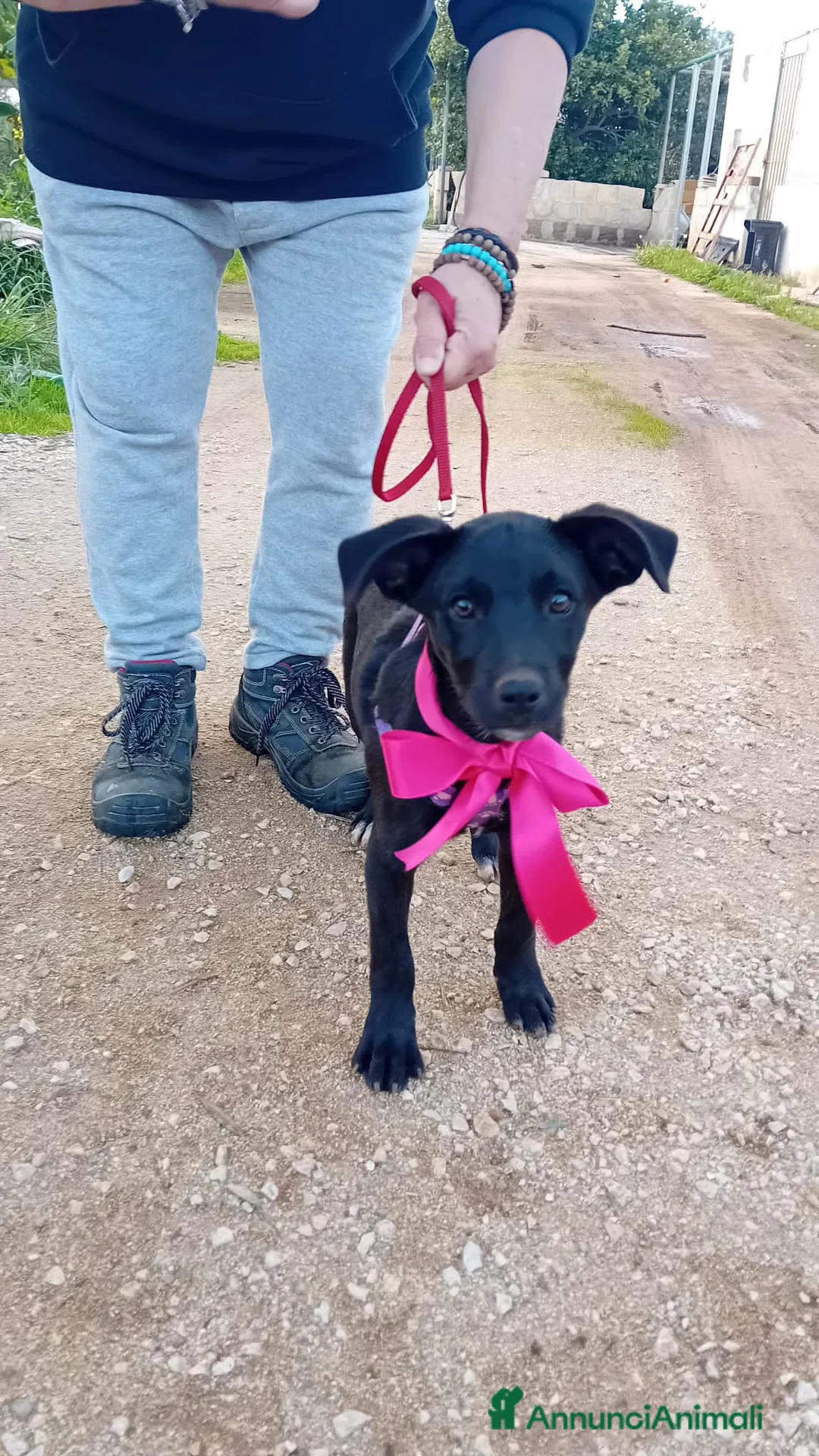 Altre razze cani in regalo: ANGELINA - Annuncio 4