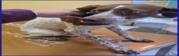 Meticcio cani in regalo: ARANCIA bella timidina - Annuncio 4