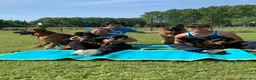 Pastore Tedesco cani in vendita: cuccioli - Annuncio 20