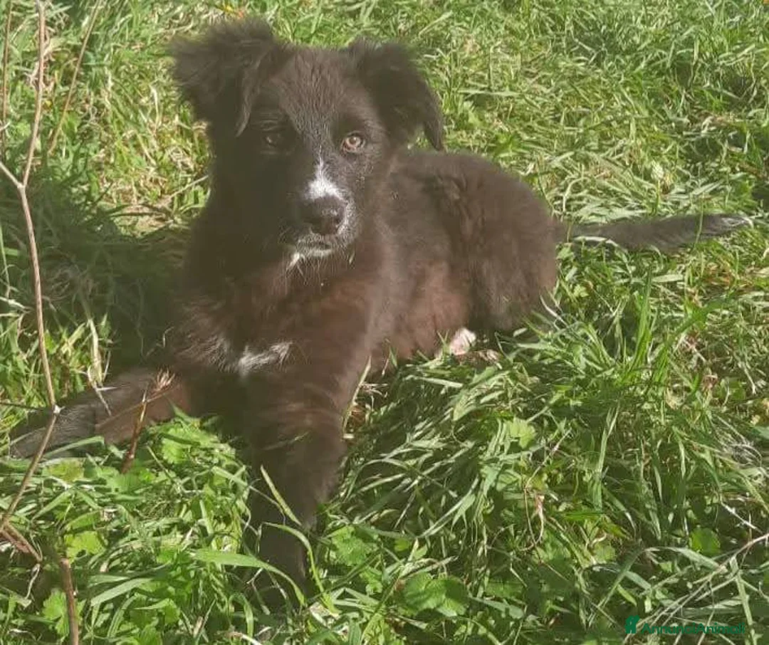 Meticcio gatti in regalo: Cuccioli belli teneri e giocherelloni - Annuncio 11