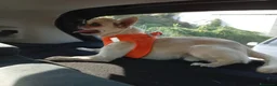 Chihuahua cani per accoppiamento: chiwuwua  - Annuncio 7