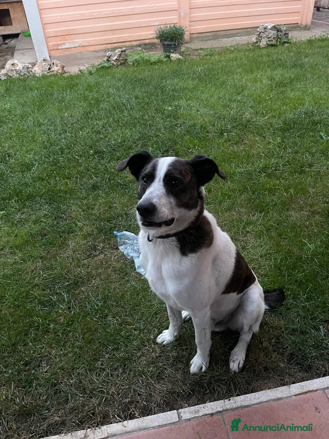 Meticcio cani in regalo: Regalasi cane taglia media a Provincia di Perugia - Annuncio 6