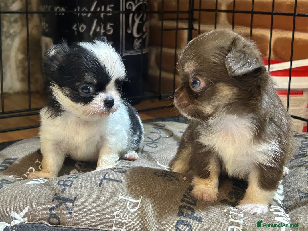 Chihuahua cani in vendita: Chihuahua pedigree Enci - DNA depositato  - Annuncio 2