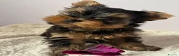 Yorkshire cani in vendita: Yorkshire Terrier  a Libero consorzio comunale di Agrigento - Annuncio 6