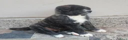 Akita Inu cani in vendita: Akita inu maschio  a Provincia di Como - Annuncio 3