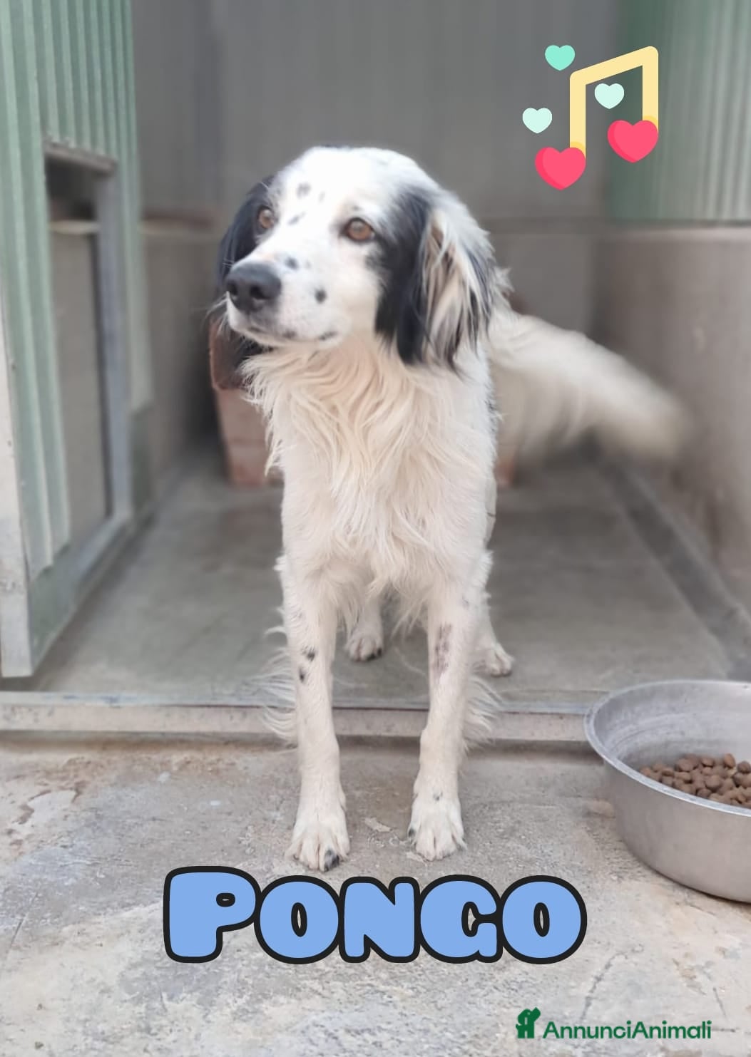 Meticcio cani PONGO maschietto a Provincia di Verona - Annuncio 8