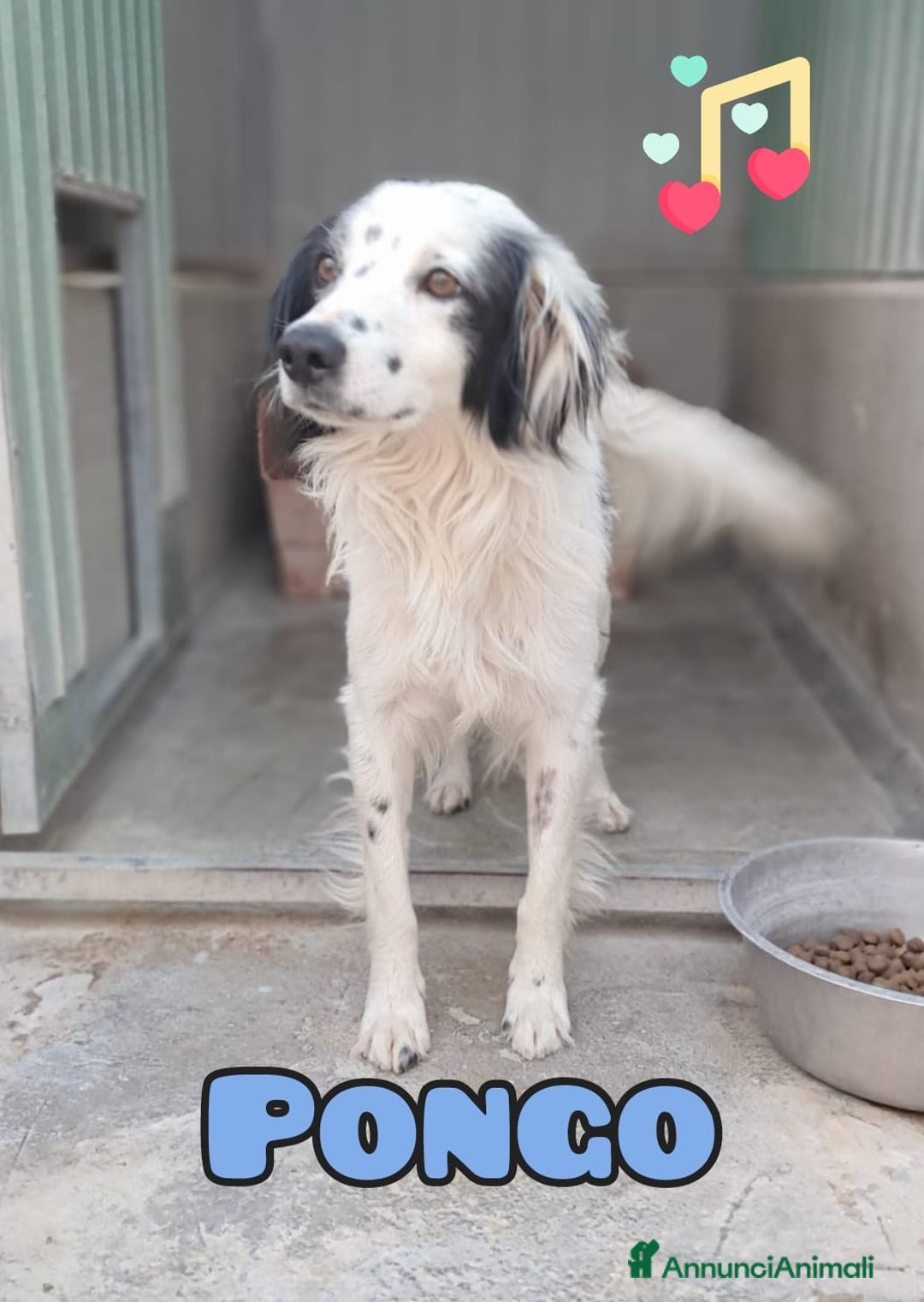 Meticcio cani in regalo: PONGO maschietto a Provincia di Verona - Annuncio 1