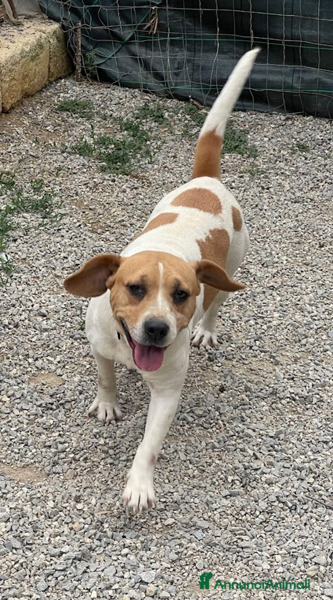 Beagle cani in regalo: 4 anni VENERA, simil beagle - Annuncio 7