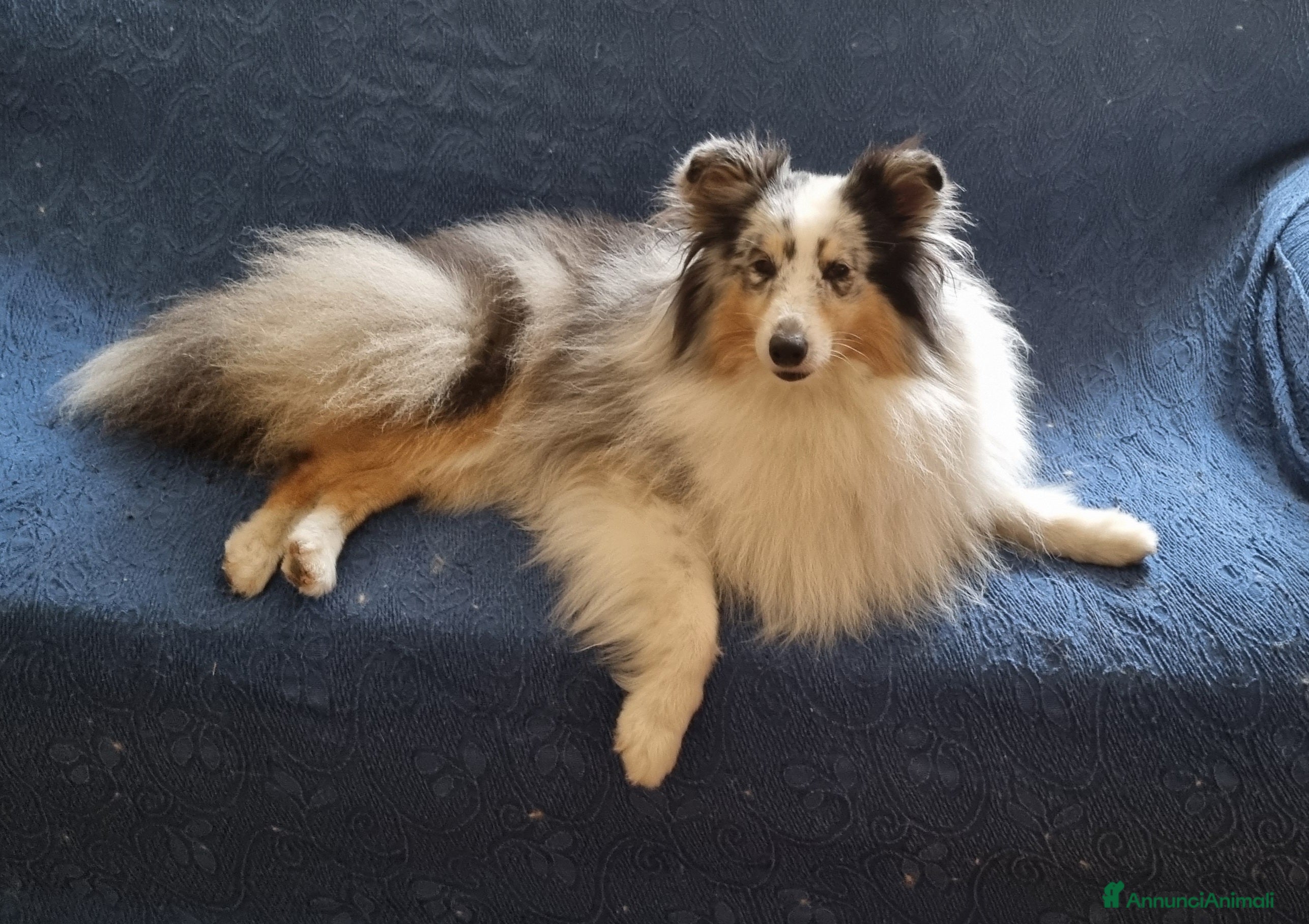 Shetland Sheepdog cani pastore scozzese Shetland  - Annuncio 1