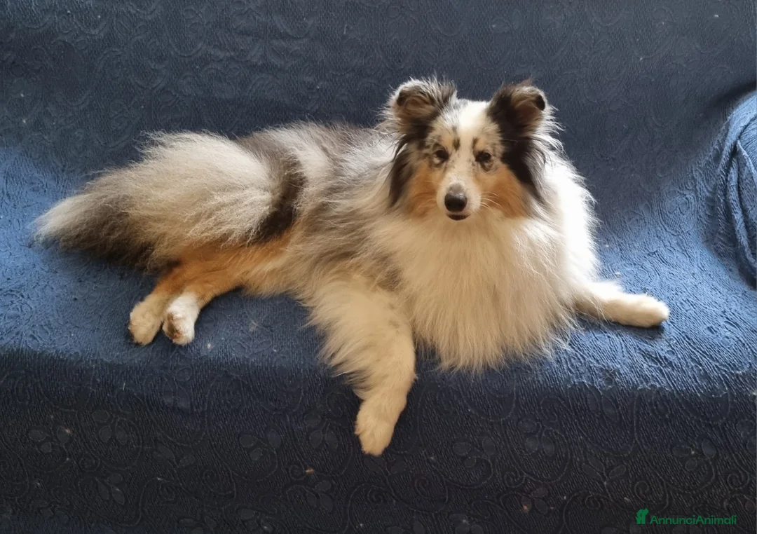 Shetland Sheepdog cani in regalo: pastore scozzese Shetland  - Annuncio 1