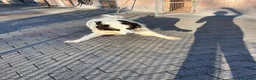 Meticcio cani in regalo: SIMBA ASPETTA SEMPRE UNA FAMIGLIA - Annuncio 9