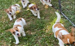 Jack Russell cani in vendita: Jack Russell pelo ruvido due mesi maschio a Città metropolitana di Milano - Immagine 5