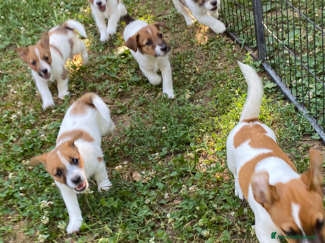 Jack Russell cani in vendita: Jack Russell pelo ruvido due mesi maschio a Città metropolitana di Milano - Immagine 5