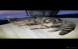 Scottish gatti in regalo: Scottish straight in regalo - Immagine 4