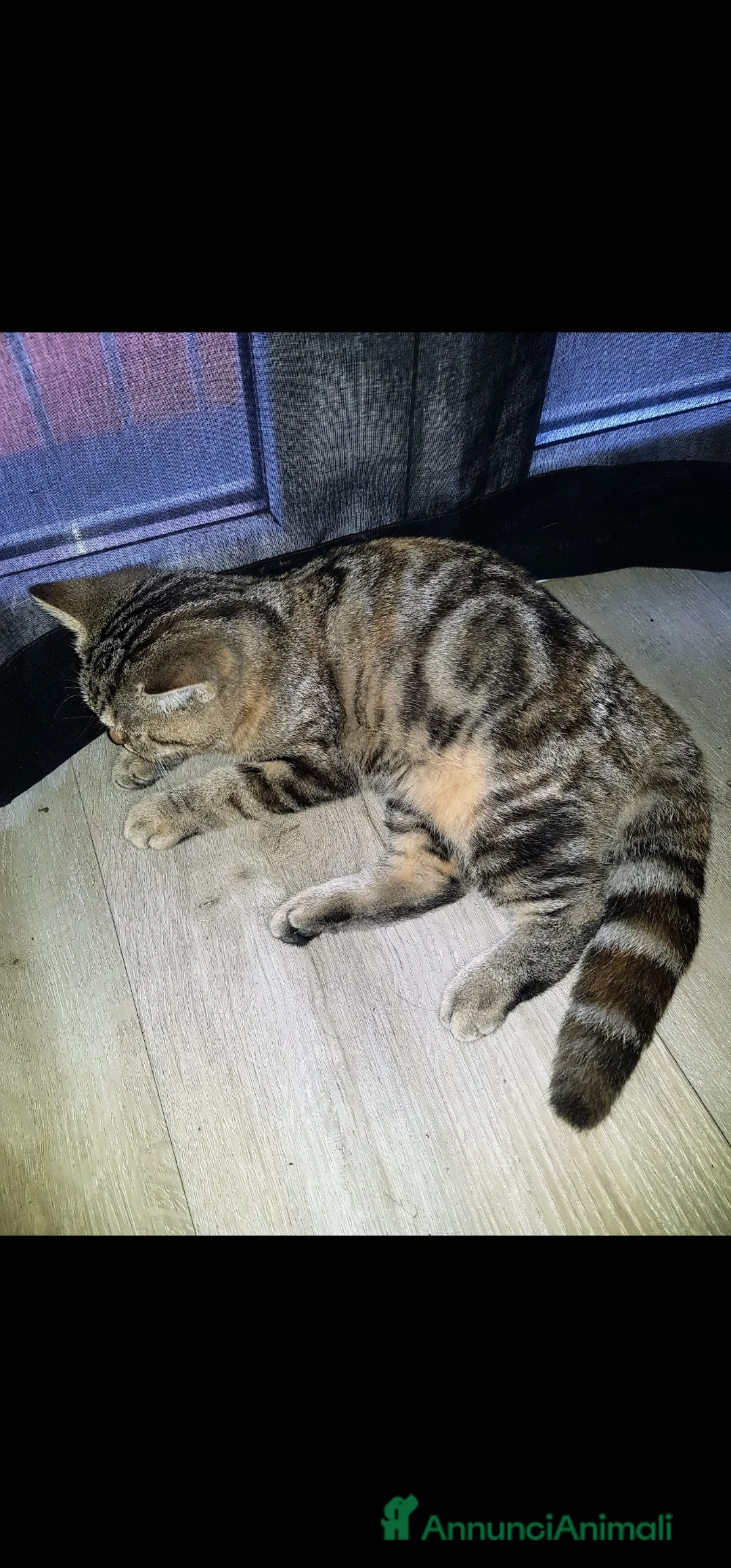 Scottish gatti in regalo: Scottish straight in regalo - Annuncio 4