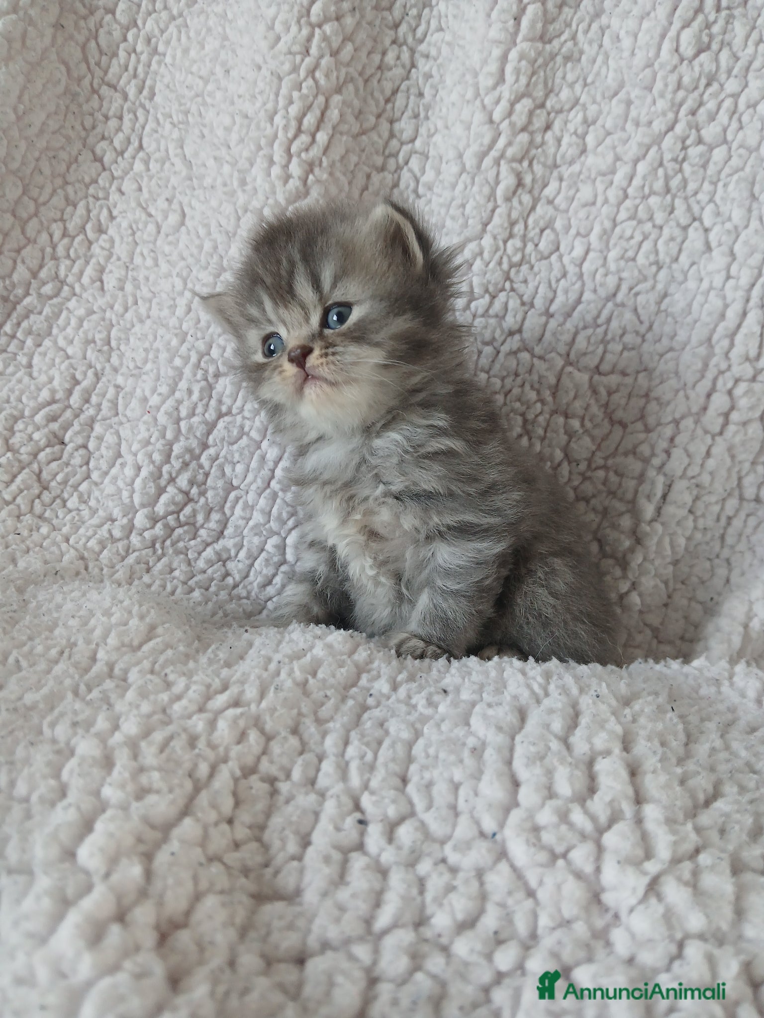 Scottish gatti Cuccioli scottish - Annuncio 1