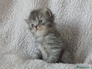 Scottish gatti Cuccioli scottish - Annuncio 1