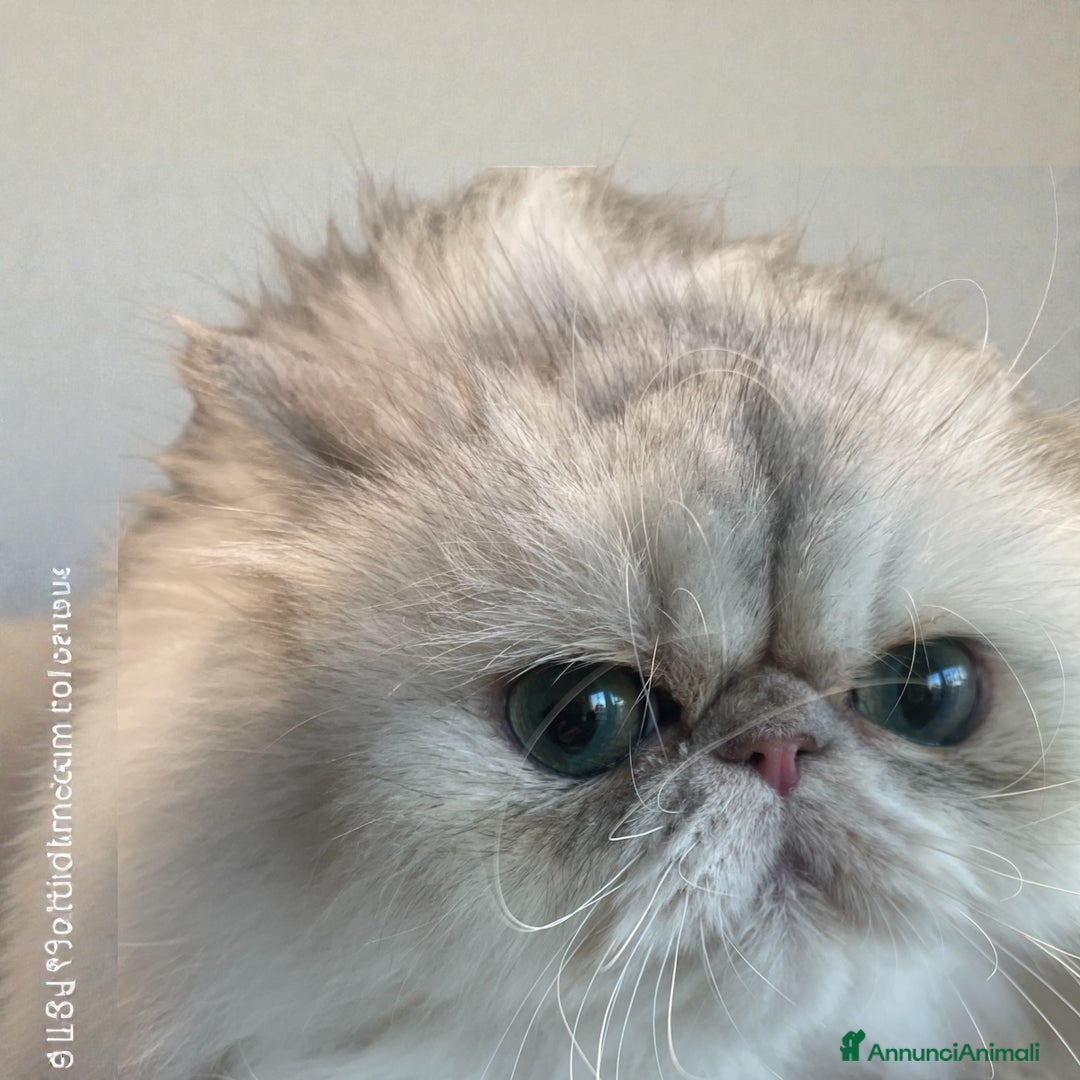 Persiano gatti in vendita: gatta persiana blu silver con pedigree - Annuncio 4