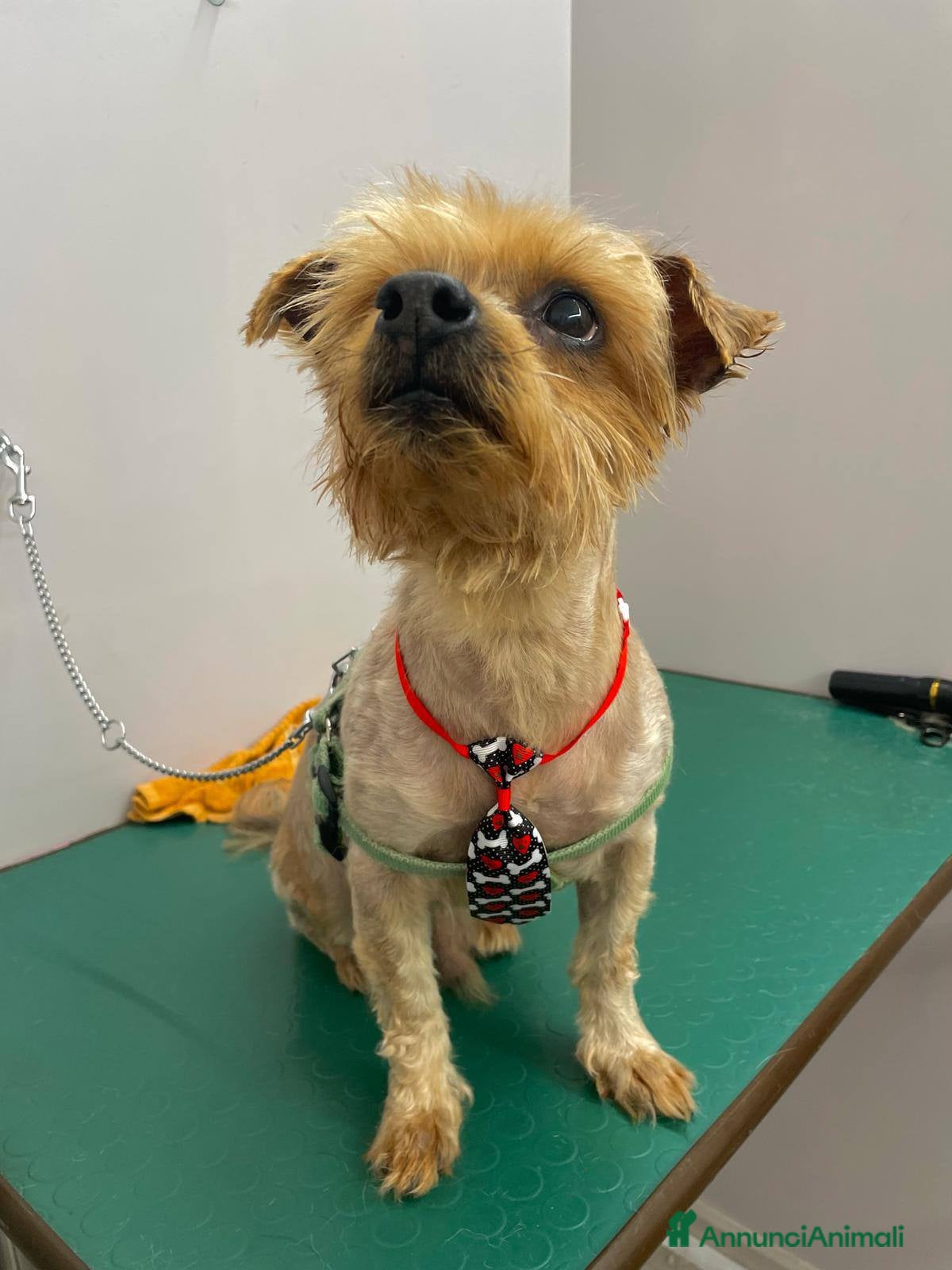 Yorkshire cani George, adozione del cuore a Provincia di Latina - Annuncio 2