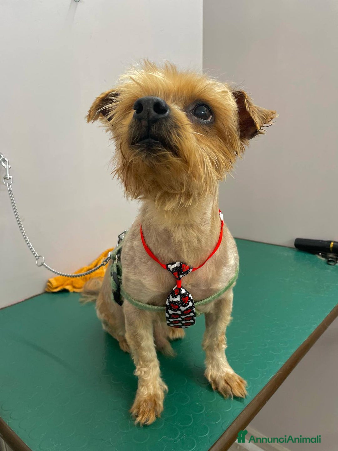 Yorkshire cani in regalo: George, adozione del cuore a Provincia di Latina - Annuncio 2