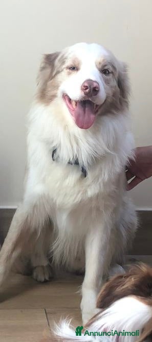 Border Collie cani Border Collie, disponibile per accoppiamenti. a Città Metropolitana di Venezia - Annuncio 2