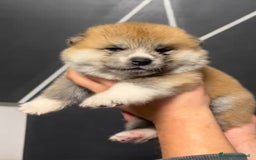Akita Inu cani in vendita: CUCCIOLI AKITA INU LOMBARDIA  a Province of Como - Immagine 6