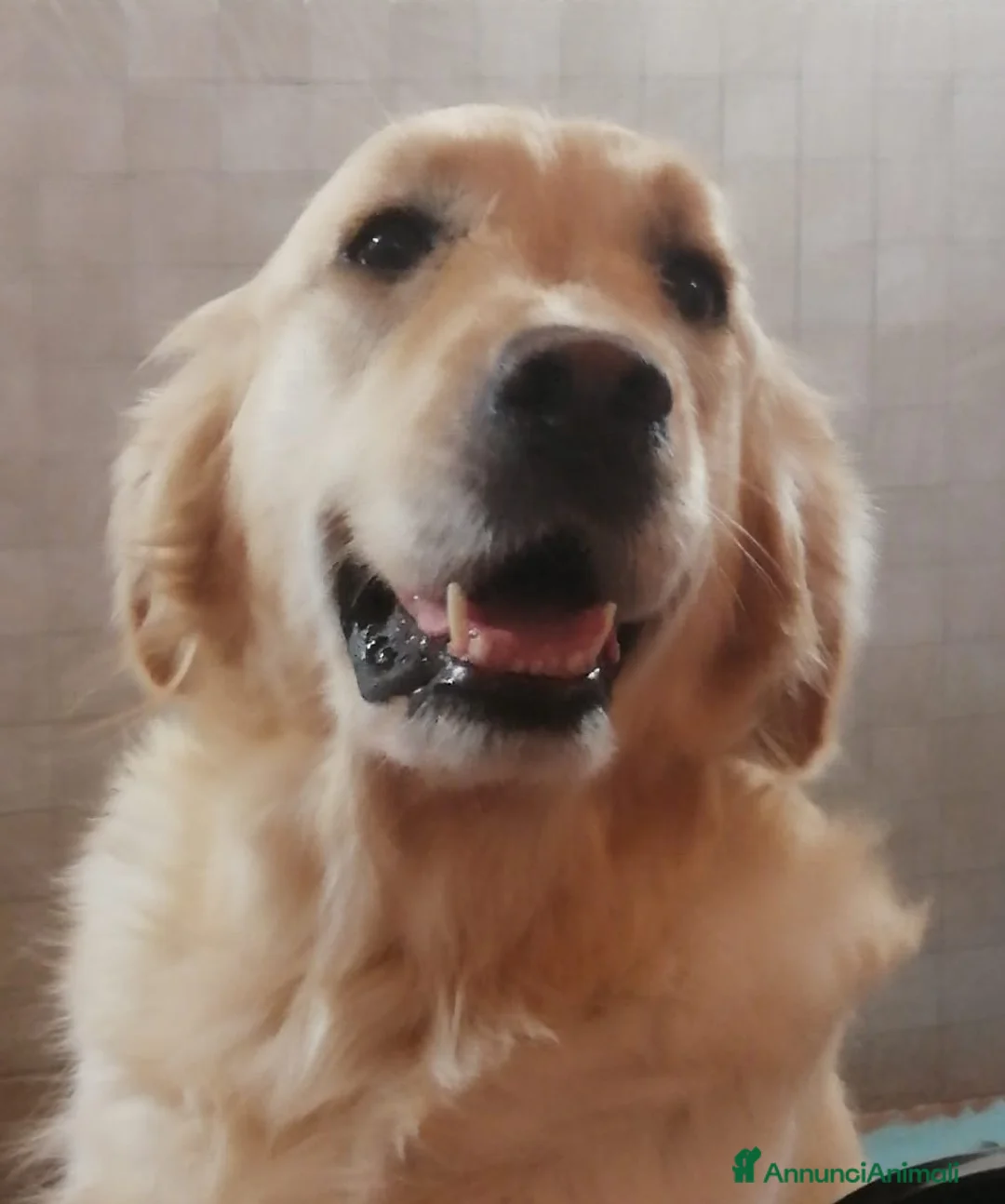 Golden Retriever cani in vendita: Tre cuccioli disponibili  - Annuncio 4