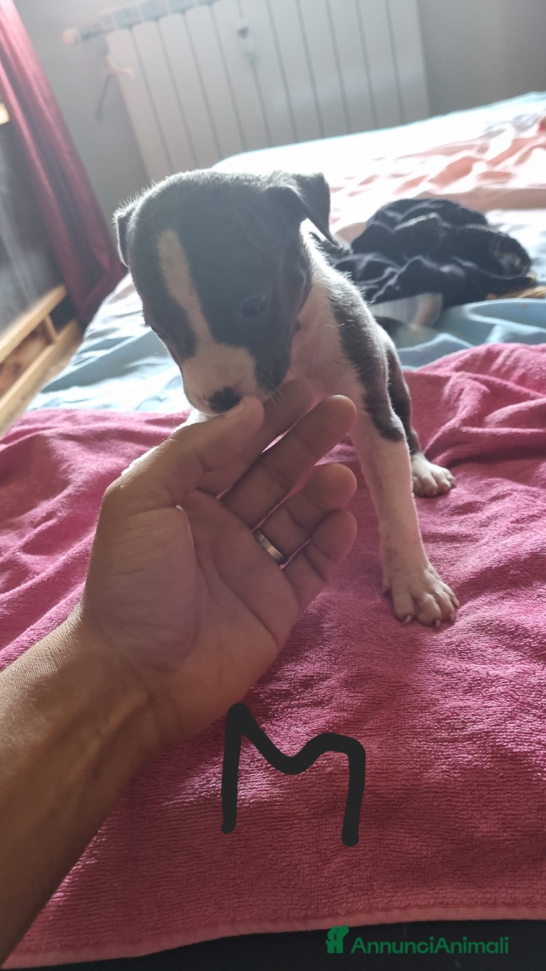 Pitbull cani in vendita: Cuccioli di pitbull a Città Metropolitana di Genova - Immagine 2