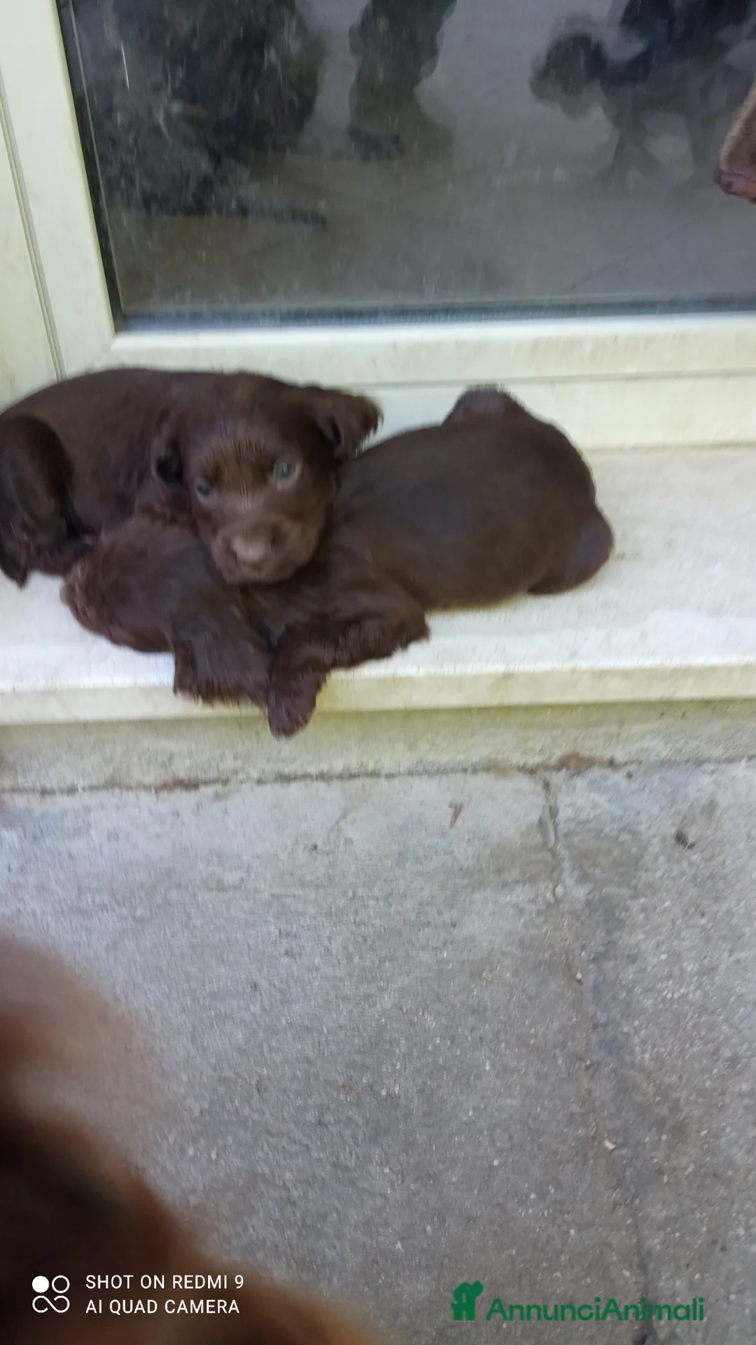 Cocker cani in vendita: Cocker spaniel cioccolato - Annuncio 5