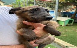 Altre razze cani in regalo: Cucciola a Provincia di Brescia - Immagine 3