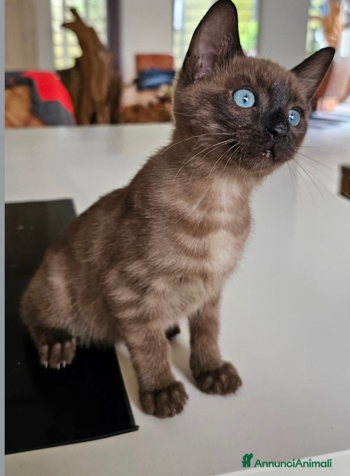 Bengala gatti Cuccioli di bengala - Annuncio 1