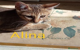 Altre razze gatti in regalo: Regalo tre bellissimi cuccioli  a Provincia di Pisa - Immagine 1