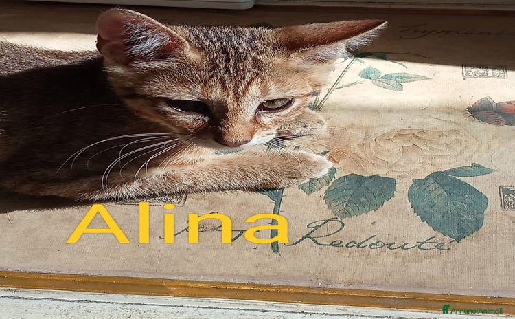 Altre razze gatti a Provincia di Pisa - Annuncio 20