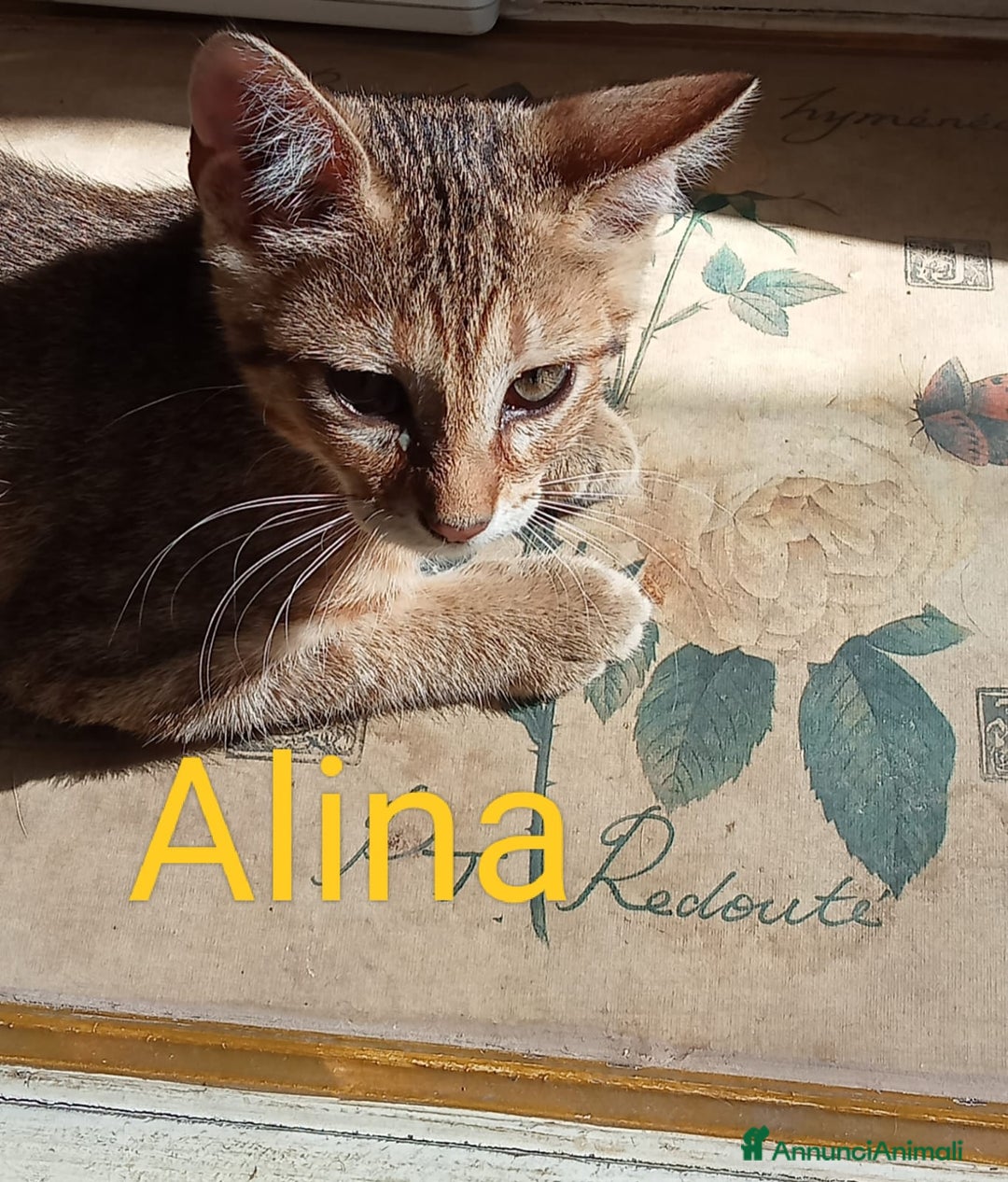 Altre razze gatti in regalo: Regalo tre bellissimi cuccioli  a Provincia di Pisa - Immagine 1