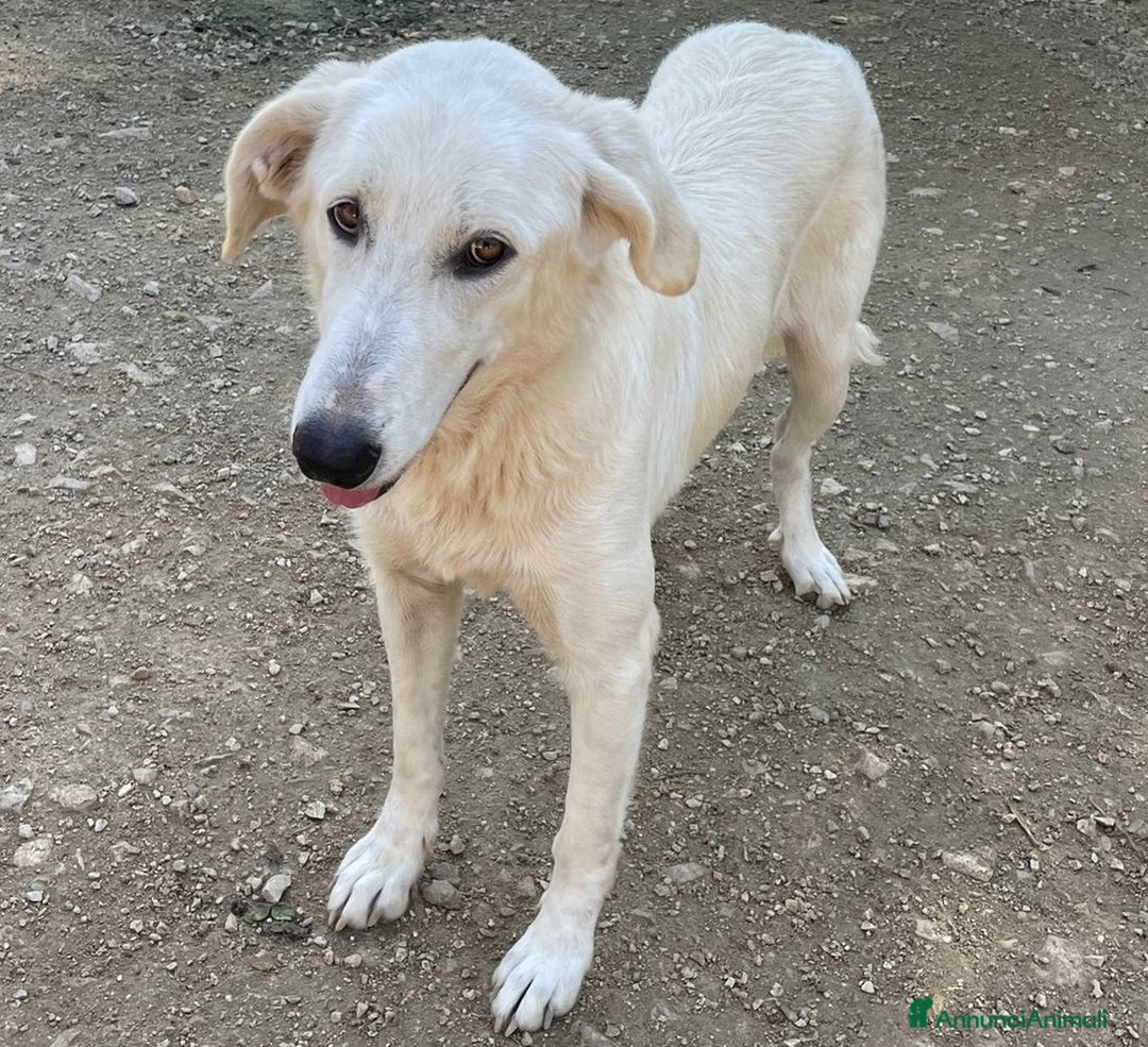 Meticcio cani in regalo: LA DOLCE E BELLA ZULEYA - Annuncio 3