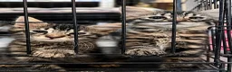 Europeo gatti in regalo: Gattini  - Annuncio 10
