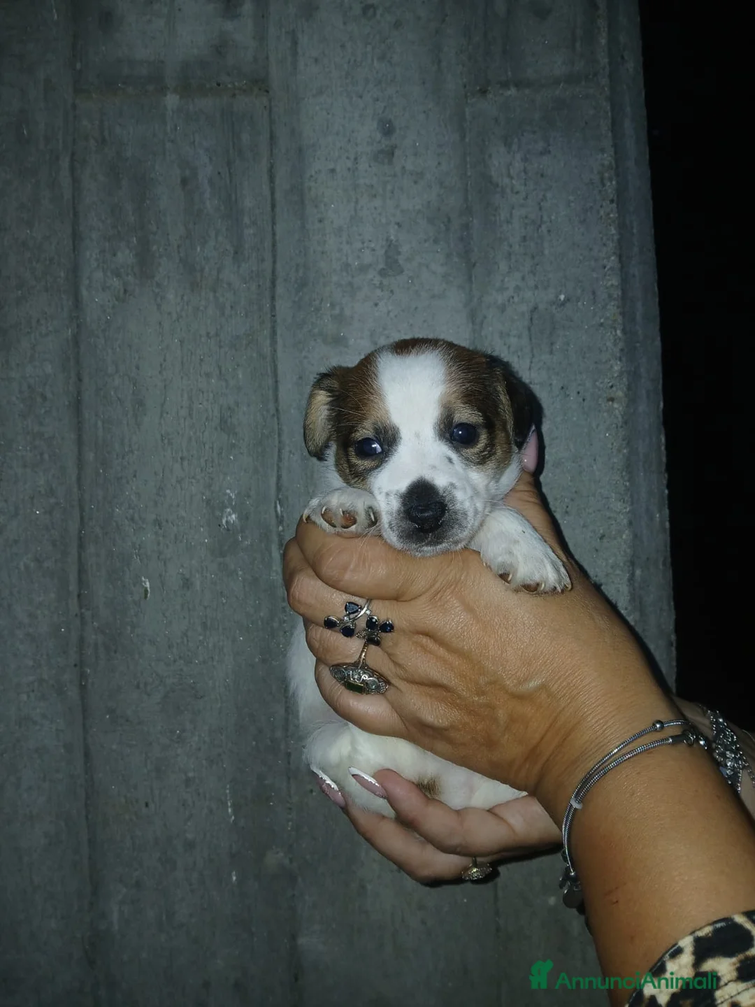 Jack Russell cani in vendita: Cuccioli di Jack russel terrier  - Annuncio 1