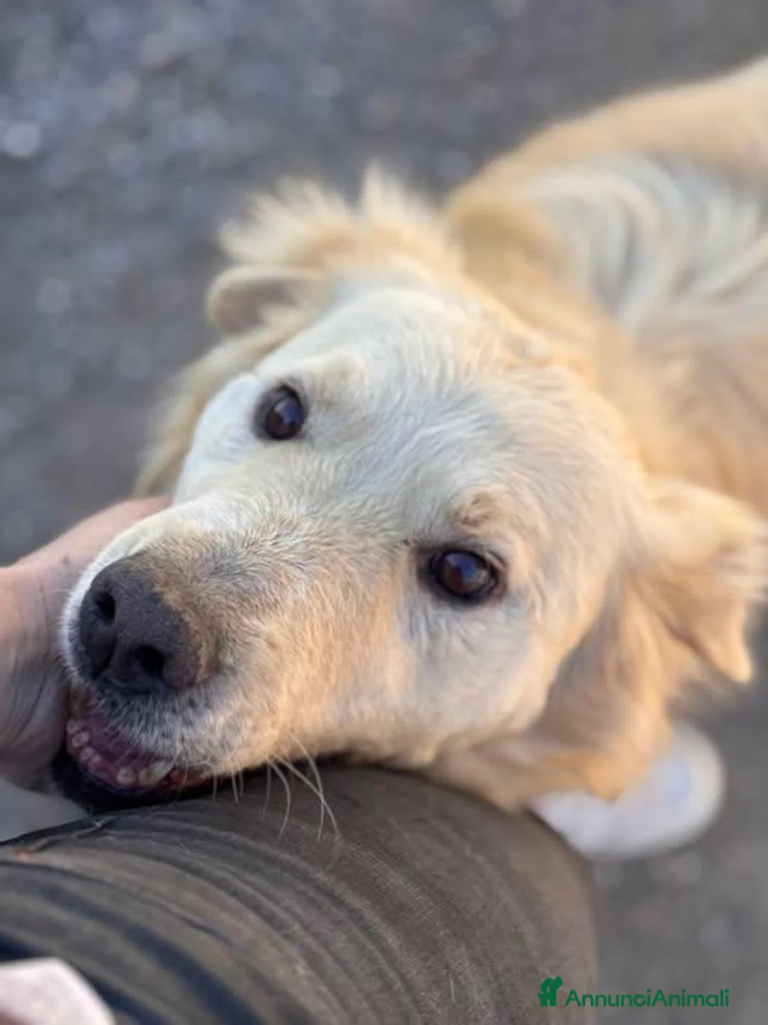 Meticcio cani in regalo: Fulmine - Annuncio 1