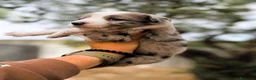Border Collie cani in vendita: cuccioli border collie blue merle  - Annuncio 9